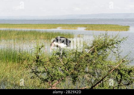 Marabou stork perché sur un buisson au lac Awasa, en Ethiopie Banque D'Images