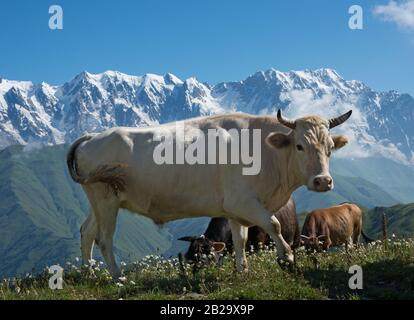 Les vaches dépâturage sur la prairie alpine. Les hautes montagnes couvertes de neige sont en arrière-plan. Banque D'Images