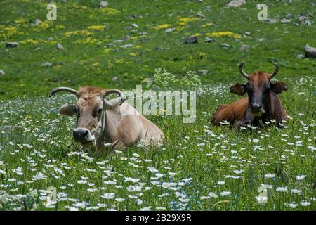 Les vaches ont un repos sur la prairie alpine. Fleurs blanches en premier plan. Banque D'Images