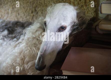 Le Borzoi, aussi appelé wolfhound russe, portrait de chien. Le chien est situé sur un canapé. Vieux livres dans le coin de la composition. Banque D'Images