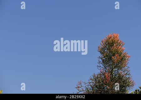 Partie de l'arbre Pencil Cactus isolée contre le ciel bleu. Banque D'Images