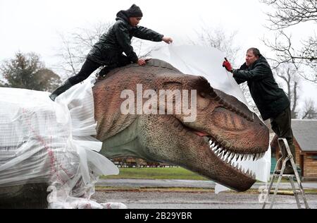 Song Hongbin et Gary Gilmour (à droite) de Blair Drummond Safari Park se déroulent et vérifient un Tyrannosaure rex après son arrivée au parc pour leur nouvelle exposition, World of Dinosaurs. Banque D'Images