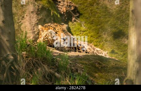 leopard dormant sur un rocher dans le zoo Banque D'Images