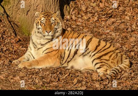 tigre de sibérie posé sur le sol dans les feuilles au soleil dans le zoo Banque D'Images