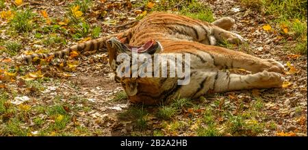 tiger pose sur le dos bailler large ouvert dans le zoo Banque D'Images