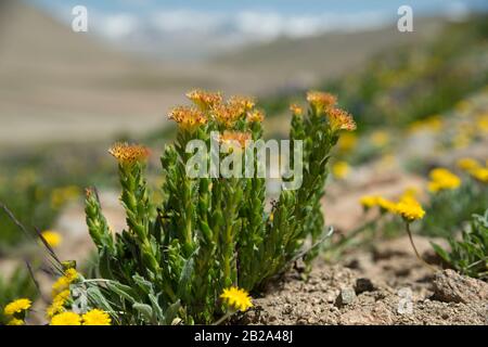 Rosea de Rhodiola (racine généralement dorée, racine de rose, roseroot, roseroot ouest, tige d'Aaron, racine arctique, couronne du roi, rhodium de lignum, rose d'orpin) en na Banque D'Images