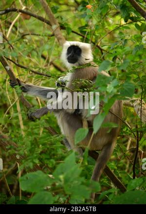 Langur gris femelle (Semnopithecus entellus) avec bébé. Parc National De Jim Corbett, Inde Banque D'Images