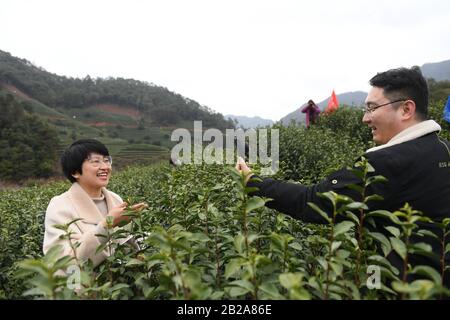 (200302) -- HANGZHOU, 2 mars 2020 (Xinhua) -- Un marchand de thé en ligne vit l'état des feuilles de thé dans un jardin de thé par le lac Qiandao à Chun'an de Hangzhou, capitale de la province de Zhejiang, 2 mars 2020. Comme le comté de Chun'an dans la province de Zhejiang entre dans une saison de récolte de thé de printemps, une conférence de presse en ligne spéciale a eu lieu lundi sous forme de diffusion en direct. Au cours de la conférence de presse en ligne, les agents agricoles locaux, les experts du thé et les partenaires du commerce électronique ont fait la promotion de nouveaux produits du thé et ont dévoilé des lignes de voyage sur le thème du thé, une démarche visant à stimuler la production de thé ici. (Xinhua/Weng Xinya Banque D'Images
