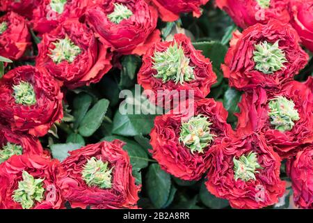 Tulipes, vue de dessus. Tulipes rouges fleuris. Tulipes rouges une journée ensoleillée de printemps. Tulipes de forme inhabituelle Banque D'Images