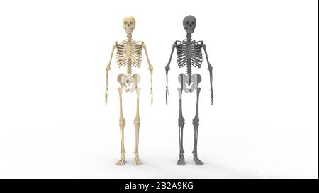 Rendu tridimensionnel d'une anatomie de squelette humain debout os hauts isolés Banque D'Images
