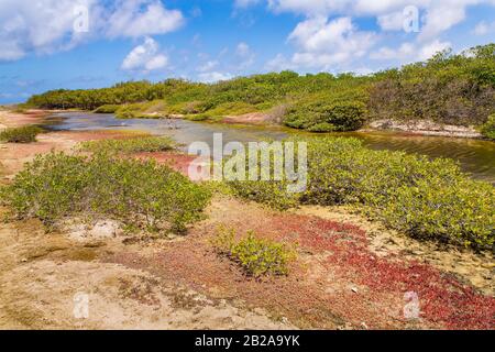 Paysage avec forêt de mangroves et eau sur l'île Bonaire Banque D'Images