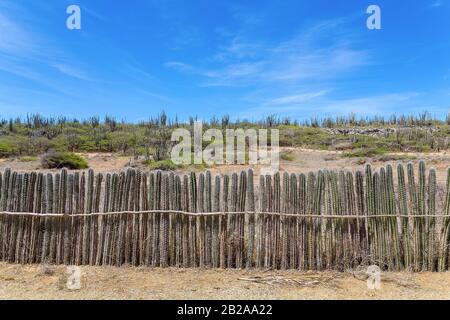 Rangée de cactus plantée dans une longue rangée comme couverture ou clôture sur Bonaire Banque D'Images