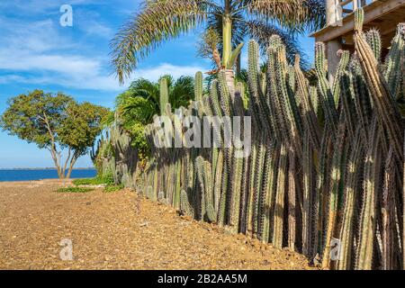 Rangée de plantes Cactus comme clôture de jardin sur la côte de Bonaire Banque D'Images