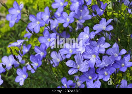 Fleurs de linum, champ avec lin Banque D'Images