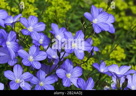 Fleurs de linum, champ avec lin Banque D'Images