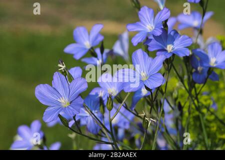 Fleurs de linum, champ avec lin Banque D'Images