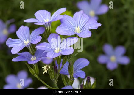 Fleurs de linum, champ avec lin Banque D'Images