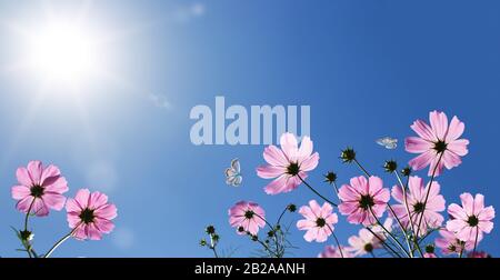 COSMOS fleurit devant le ciel bleu avec le soleil Banque D'Images