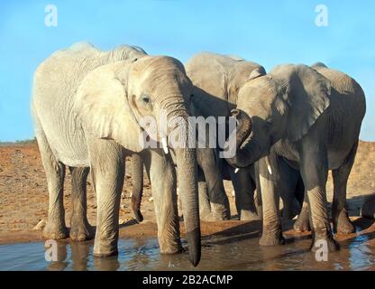 Trois éléphants se tenant par un trou d'eau, le parc national d'Etosha, Namibie Banque D'Images