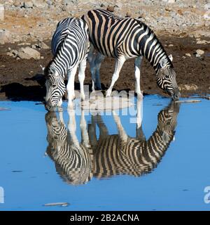 Deux zébrures buvant dans un trou d'eau, le parc national d'Etosha, Namibie Banque D'Images