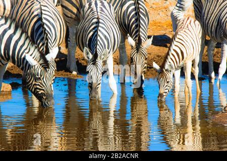 Troupeau de zébrures buvant dans un trou d'eau, Parc national d'Etosha, Namibie Banque D'Images