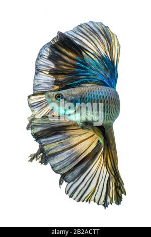 Portrait d'un poisson bleu de la demi-lune betta Banque D'Images