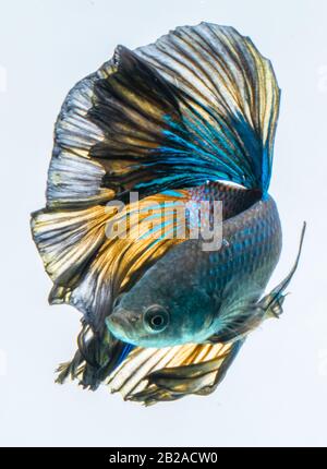Portrait d'un poisson bleu de la demi-lune betta Banque D'Images