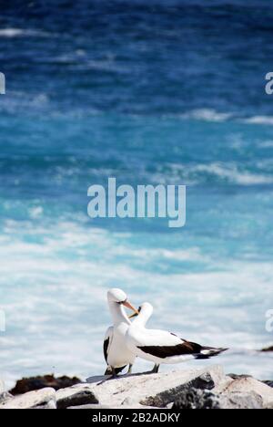 Deux Boobys Masqués se tenant sur des roches se préensant, les îles Galapagos, Équateur Banque D'Images