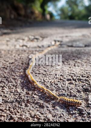 Gros plan Groupe de piliers de la route du parc. Caterpillar rampent sur le sol. grande caterpillar rouge. Banque D'Images