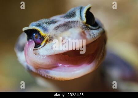 Gros plan de la tête d'un gecko de léopard dans son habitat naturel Banque D'Images