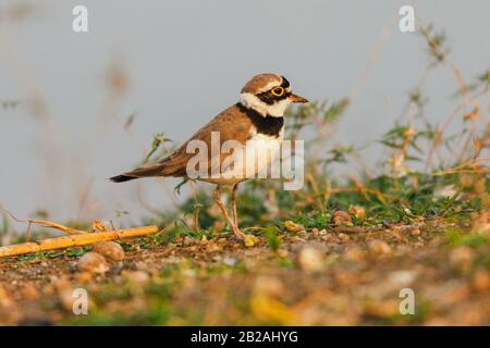 Petit oiseau pluvier annelé perché sur le sol Banque D'Images