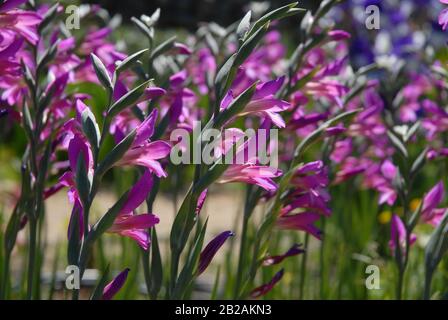 Gladiolus communis subsp. Byzantinus, pics de fleur rose magenta Banque D'Images