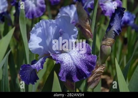 Grand iris barbu, Splashacata, floraison au printemps Banque D'Images