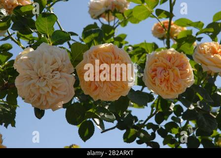 Rose arbuste anglais, Abraham Darby. Banque D'Images