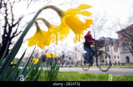 Hanovre, Allemagne. 02 mars 2020. Les jonquilles se gonflent au soleil sur la banque Leibniz, un cycliste passe à vélo. Crédit: Julian Stratenschulte/Dpa/Alay Live News Banque D'Images