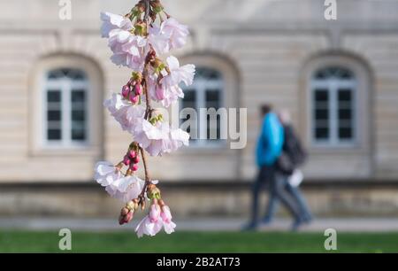 Hanovre, Allemagne. 02 mars 2020. Une fleur de cerisier ornementale au palais de Leineschlossom. Crédit: Julian Stratenschulte/Dpa/Alay Live News Banque D'Images