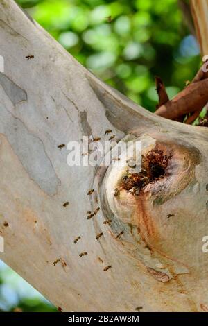Les abeilles ferales de Honeebees entrent dans leur nid dans une branche d'arbre creux Banque D'Images