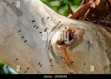Les abeilles ferales de Honeebees entrent dans leur nid dans une branche d'arbre creux Banque D'Images