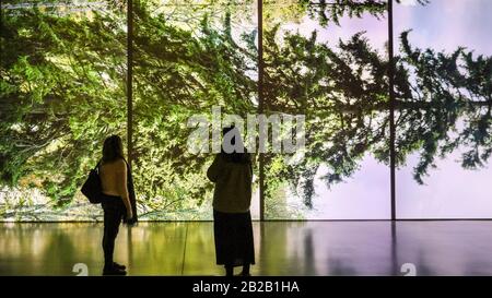 Hayward Gallery, Londres, Royaume-Uni. 2 mars 2020. Un assistant pose avec Eija-Liisa Ahtila 'horizontal - Vaakasuora', une installation vidéo géante d'arbres horizontaux. « parmi les Arbres » de la galerie Hayward est une exposition monumentale qui réimagine comment nous pensons aux arbres et aux forêts, et comment ils ont façonné la civilisation humaine. Plus de 80 travaux sont affichés. Il est valable du 4 mars au 17 mai. Crédit: Imagetraceur/Alay Live News Banque D'Images