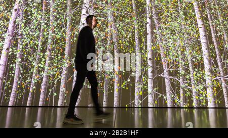 Hayward Gallery, Londres, Royaume-Uni. 2 mars 2020. Assistant avec « Blind Eye 1 » de Jennifer Steinkamp, une installation vidéo sur la forêt de bouleau géant. « parmi les Arbres » de la galerie Hayward est une exposition monumentale qui réimagine comment nous pensons aux arbres et aux forêts, et comment ils ont façonné la civilisation humaine. Plus de 80 travaux sont affichés. Il est valable du 4 mars au 17 mai. Crédit: Imagetraceur/Alay Live News Banque D'Images