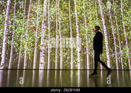 Hayward Gallery, Londres, Royaume-Uni. 2 mars 2020. Assistant avec « Blind Eye 1 » de Jennifer Steinkamp, une installation vidéo sur la forêt de bouleau géant. « parmi les Arbres » de la galerie Hayward est une exposition monumentale qui réimagine comment nous pensons aux arbres et aux forêts, et comment ils ont façonné la civilisation humaine. Plus de 80 travaux sont affichés. Il est valable du 4 mars au 17 mai. Crédit: Imagetraceur/Alay Live News Banque D'Images