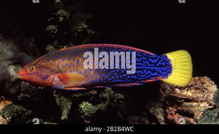 Adulte Yellowtail coris, Coris gaimard Banque D'Images