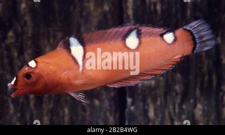 Mineur Yellowtail coris, Coris gaimard Banque D'Images