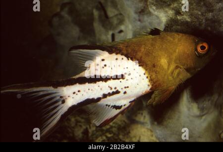 LyRetail hogfish, Bodianus anthioides Banque D'Images