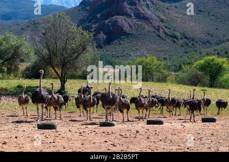 Troupeau d'autruches sur la ferme d'autruches dans la magnifique campagne du Karoo, Oudtshoorn, le Cap occidental, Afrique du Sud Banque D'Images