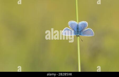 Un papillon bleu commun mâle (Polyommatus Icarus) se basirant sur une tige d'herbe avec ses ailes bleues ouvertes devant un fond vert. Banque D'Images