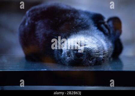 Alaskan Sea Otter Ozzy dans sa nouvelle maison au National SEA LIFE Center de Birmingham. La loutre a été portée au Royaume-Uni plus tôt cette année après avoir été sauvée et entretenue par le personnel du Alaska Sealife Center à Seward. Banque D'Images