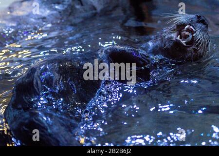 Alaskan Sea Otter Ola explore sa nouvelle maison au Centre National SEA LIFE de Birmingham. La loutre a été portée au Royaume-Uni plus tôt cette année après avoir été sauvée et entretenue par le personnel du Alaska Sealife Center à Seward. Banque D'Images