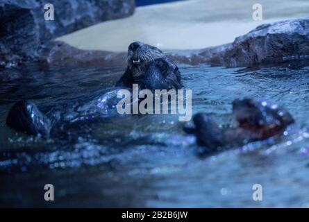 Les Otters Ozzy et Ola de la mer d'Alaska explorent leur nouvelle maison au National SEA LIFE Center de Birmingham. Les loutres ont été apportés au Royaume-Uni plus tôt cette année après avoir été secourus et soignés par le personnel du Alaska Sealife Center à Seward. Banque D'Images