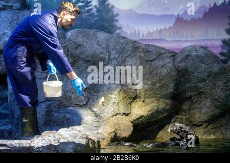 Jonny Rudd, conservateur de Sealife, alimente Ozzy. Ozzy et Ola explorent aujourd'hui leur nouvelle maison au National SEA LIFE Center de Birmingham. La loutre a été portée au Royaume-Uni plus tôt cette année après avoir été sauvée et entretenue par le personnel du Alaska Sealife Center à Seward. Banque D'Images